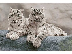 Diamond Dotz DD12 – Snow Leopards Hemis National Park Snow leopards - Diamond Dotz