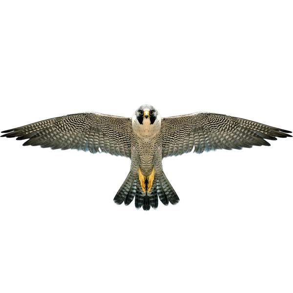 Brookite Drage Falk Drage Falk - Brookite